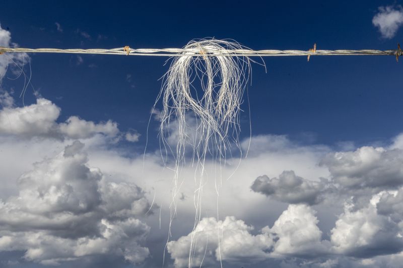 © Natalie Behring - Horse hair caught in a barbed wire fence in Tetonia, Idaho.