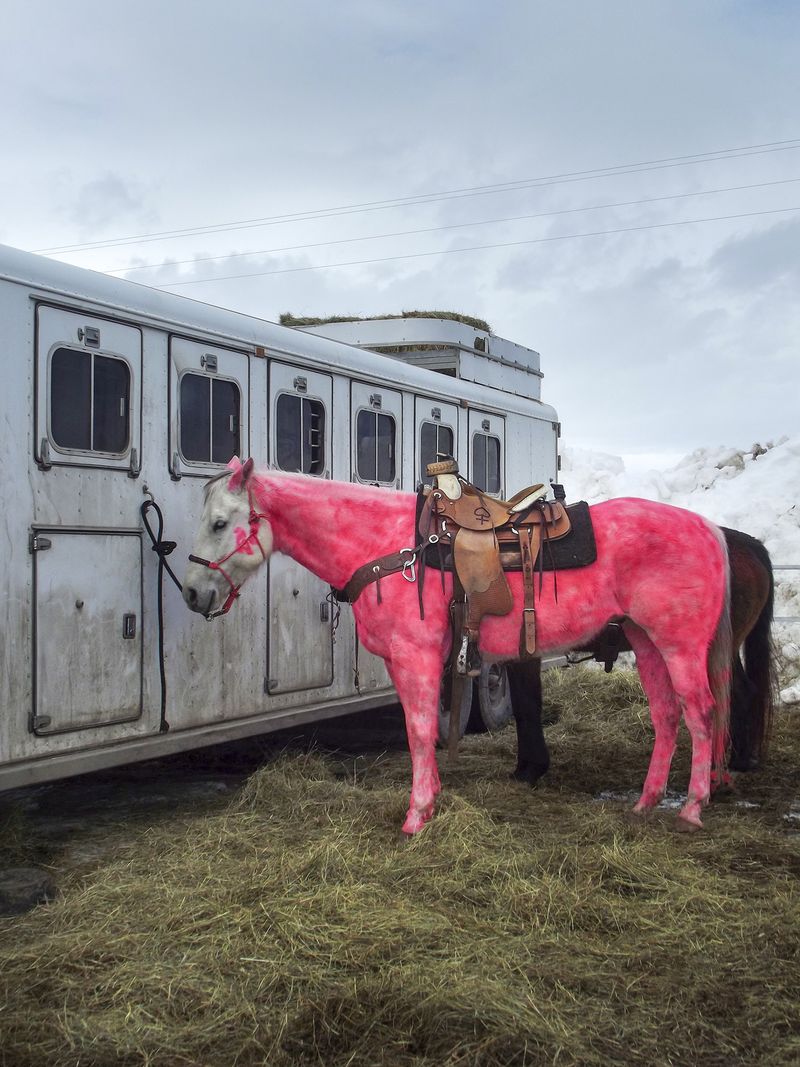© Natalie Behring - A horse, painted pink, at a skijoring event in Driggs, February 2024.