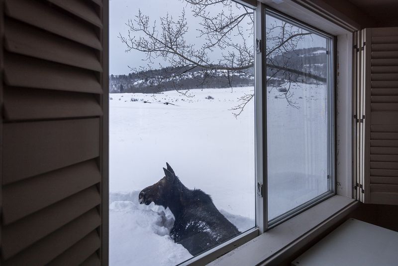 © Natalie Behring - A moose  seeking warmth near my house on a very cold morning