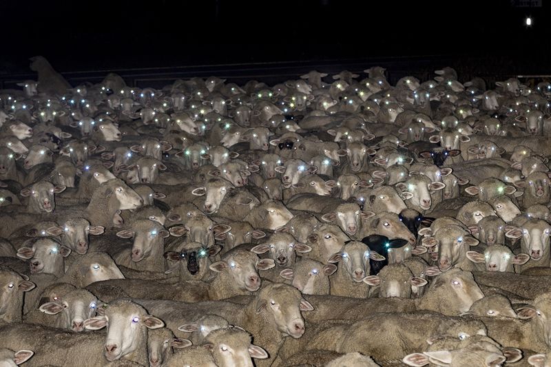 © Natalie Behring - A herd of sheep headed for slaughter on Pine Creek Pass in Victor, Idaho.