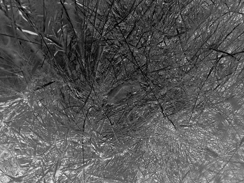 © Aleksandra Nowysz - Image from the BUG photography project