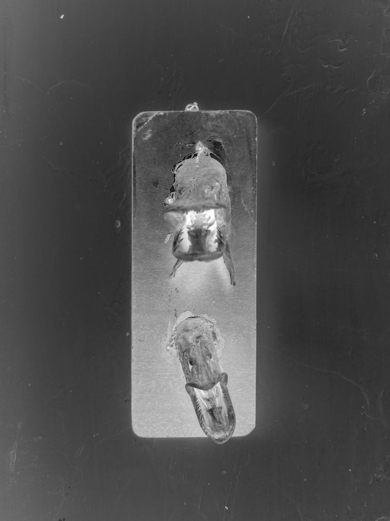 © Aleksandra Nowysz - Image from the BUG photography project