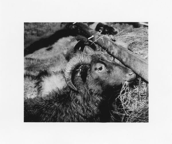 © Deanna Pizzitelli - Rams, I, 2018, Toned Silver Gelatin Print © Deanna Pizzitelli / Courtesy of Stephen Bulger Gallery