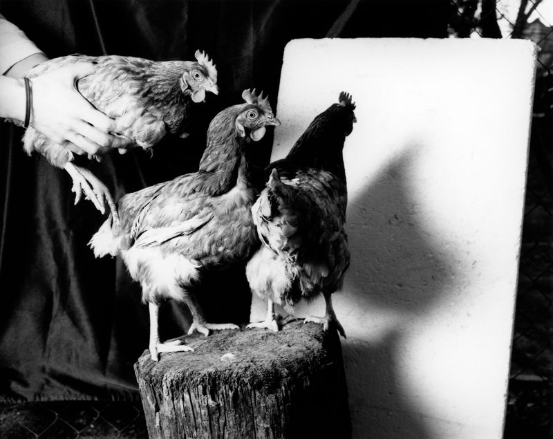 © Deanna Pizzitelli - Hens, III, 2019, Toned Silver Gelatin Print © Deanna Pizzitelli / Courtesy of Stephen Bulger Gallery