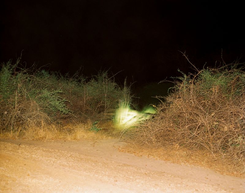 © Deanna Pizzitelli - South Luangwa, II, 2023, C-Print from 6x7 cm Negative © Deanna Pizzitelli / Courtesy of Stephen Bulger Gallery
