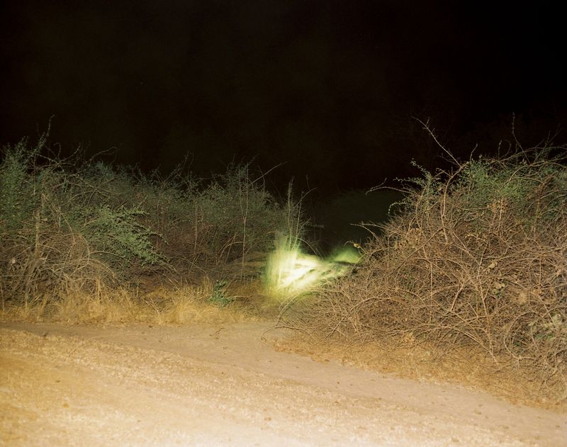 © Deanna Pizzitelli - South Luangwa, II, 2023, C-Print from 6x7 cm Negative © Deanna Pizzitelli / Courtesy of Stephen Bulger Gallery