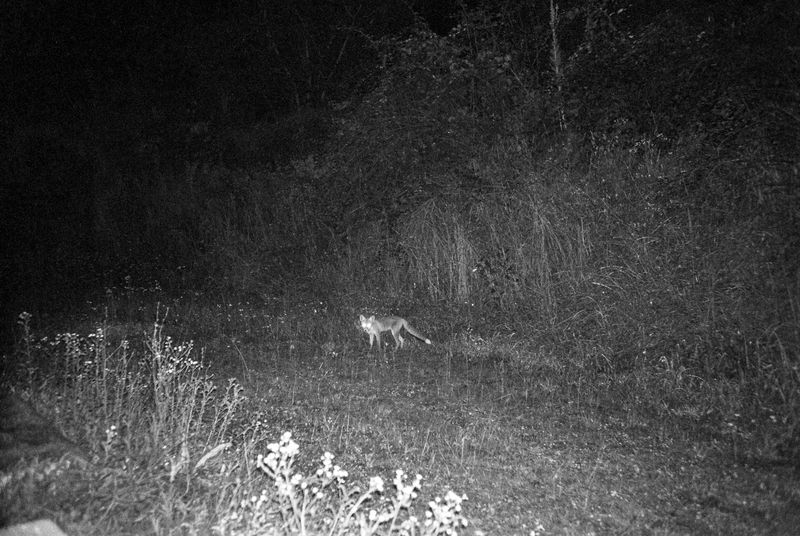 © Deanna Pizzitelli - Liska, I, 2024, Toned Silver Gelatin Print from 35 mm Negative © Deanna Pizzitelli / Courtesy of Stephen Bulger Gallery