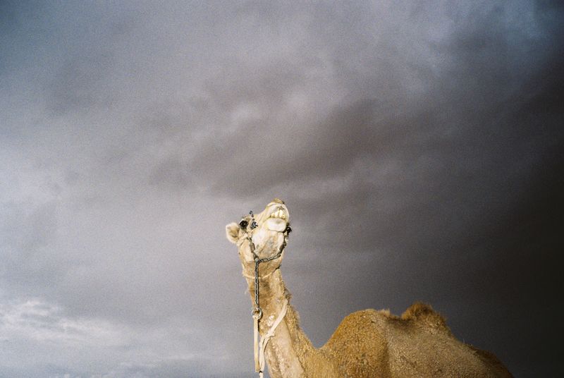 © Deanna Pizzitelli - Camel, I, Chromogenic print from 35 mm negative film, 2024 © Deanna Pizzitelli — courtesy of Stephen Bulger Gallery