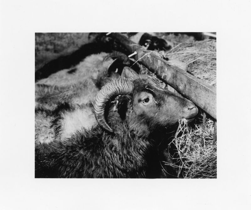 © Deanna Pizzitelli - Rams, I, 2018, Toned Silver Gelatin Print