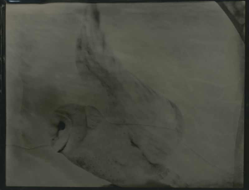 © Deanna Pizzitelli - Owl, III, 2014 (Printed 2015), Tintype © Deanna Pizzitelli / Courtesy of Stephen Bulger Gallery