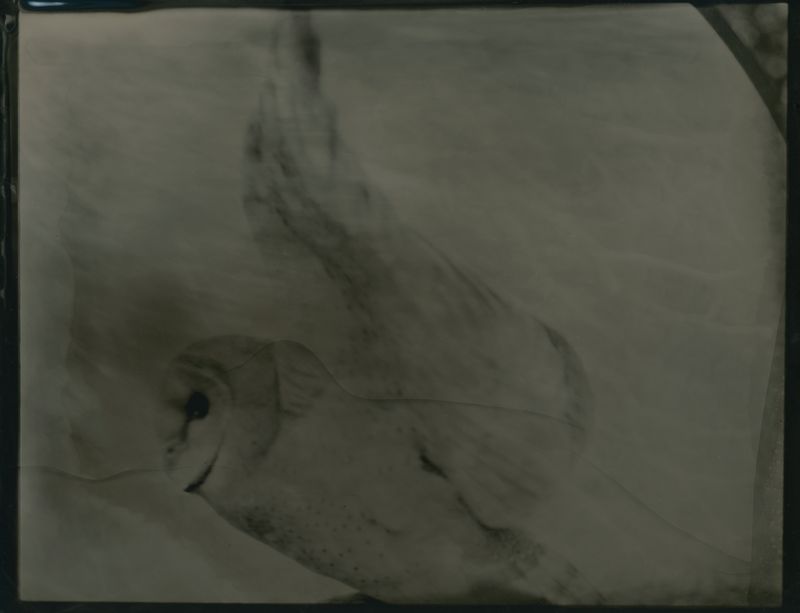 © Deanna Pizzitelli - Owl, III, 2014 (Printed 2015), Tintype © Deanna Pizzitelli / Courtesy of Stephen Bulger Gallery