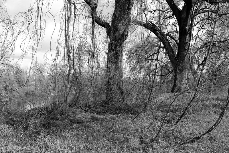 © Phoenix Kanada - Riparian Study #47 / Cutting Line