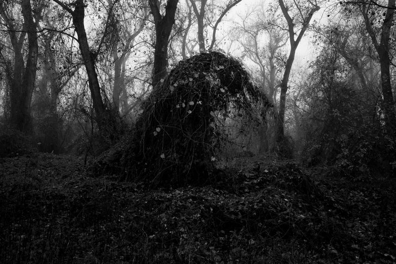 © Phoenix Kanada - Wave of Vines