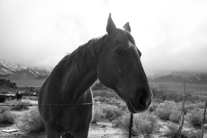 © Phoenix Kanada - A Dear Friend