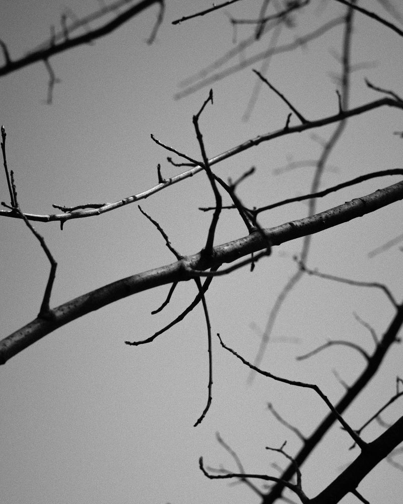 © Phoenix Kanada - Branched