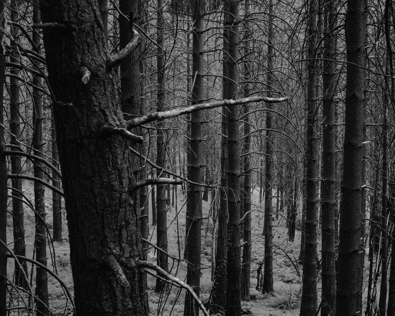 © Phoenix Kanada - The Aftermath