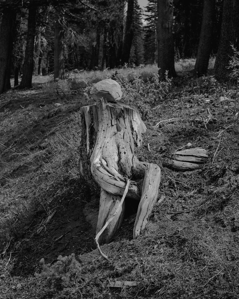 © Phoenix Kanada - Mother Nature Turns Her Head