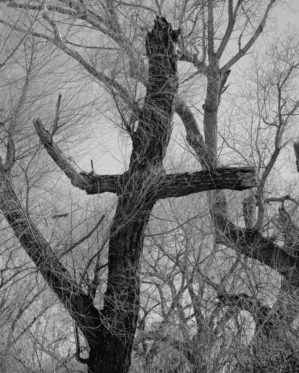 © Phoenix Kanada - The Trees Are Talking (Natural Religion)