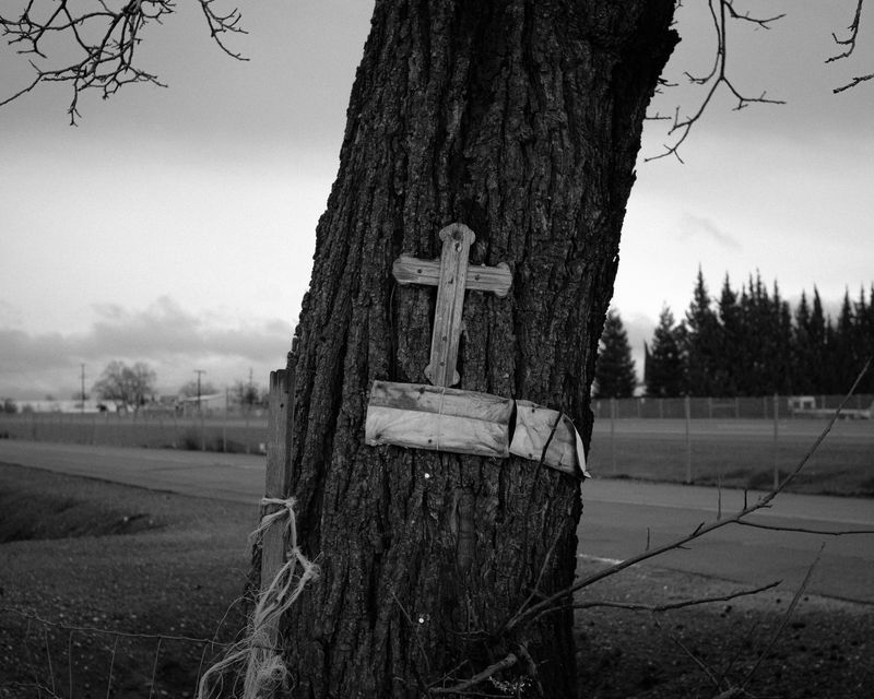 © Phoenix Kanada - Faithful Tree