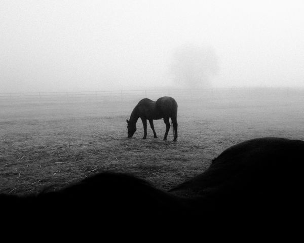 © Phoenix Kanada - Untitled (Fog and Horses)