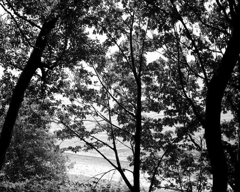 © Phoenix Kanada - Untitled (Sea Through the Trees)