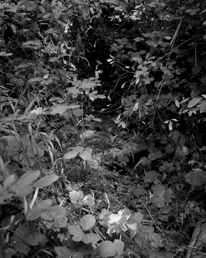 © Phoenix Kanada - Or Another Opening?