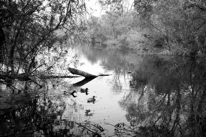 © Phoenix Kanada - Into Spring