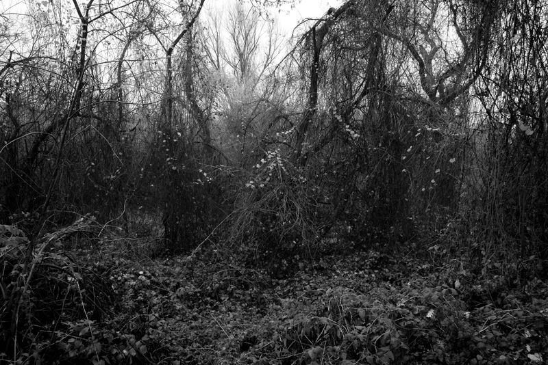 © Phoenix Kanada - Vines in Winter