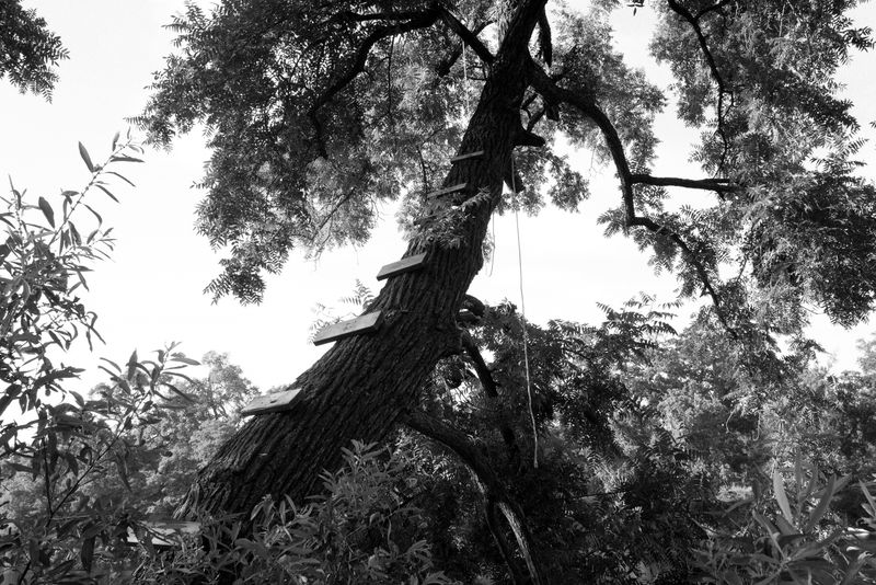 © Phoenix Kanada - Canopy Climb
