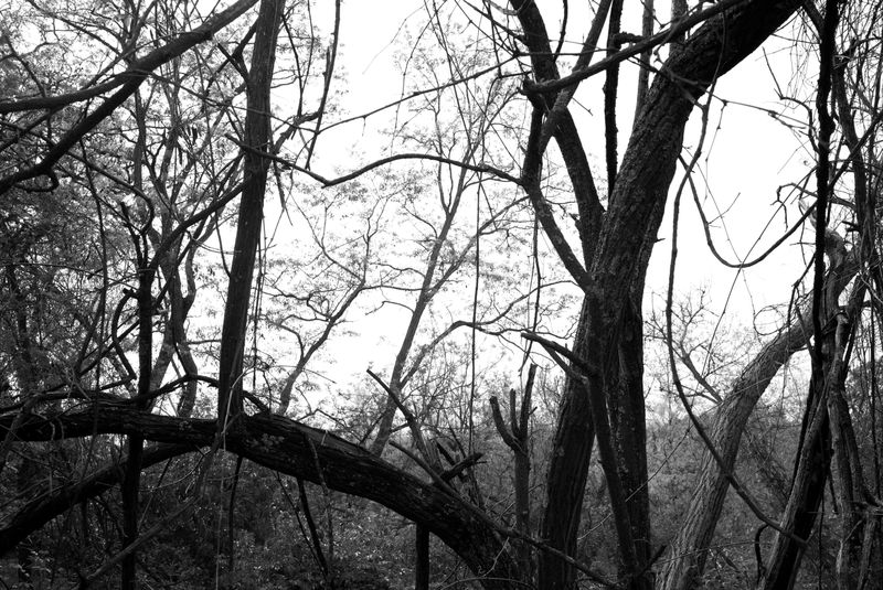 © Phoenix Kanada - Untitled