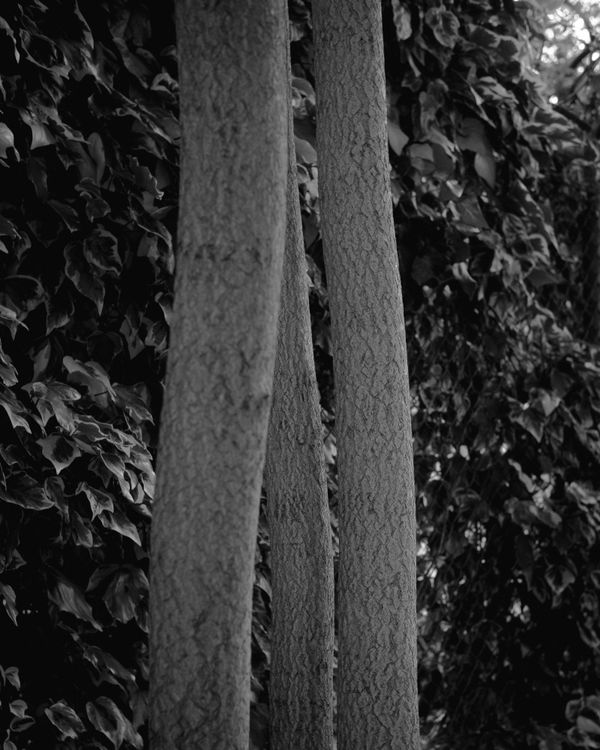 © Phoenix Kanada - Image from the F is for Farewell photography project