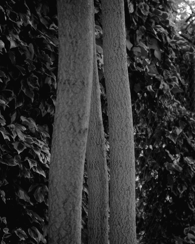 © Phoenix Kanada - Image from the F is for Farewell photography project