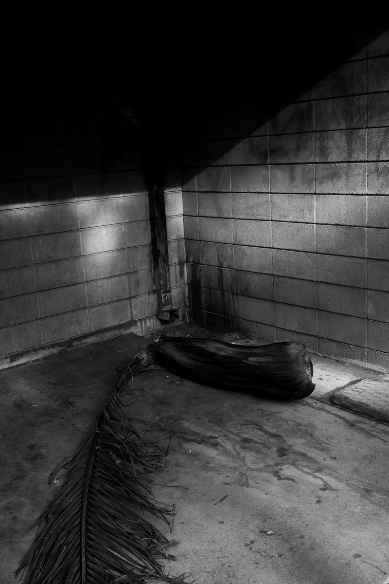 © Phoenix Kanada - Dead Palm