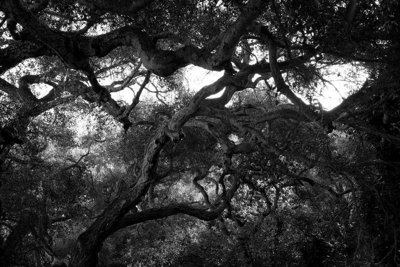 © Phoenix Kanada - Glowing Oaks