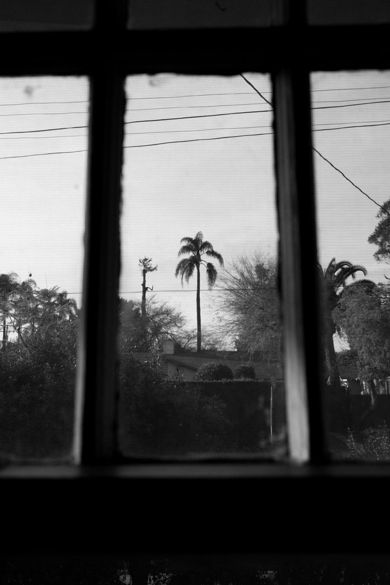 © Phoenix Kanada - Pine and Palm