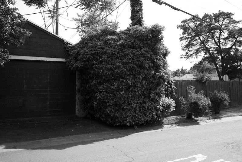 © Phoenix Kanada - Image from the Walking the Dog photography project