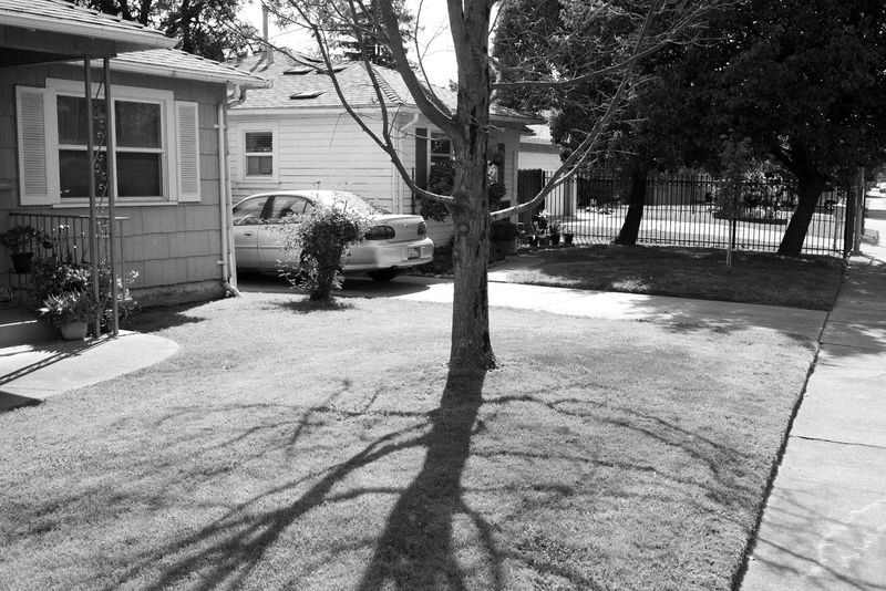© Phoenix Kanada - Image from the Walking the Dog photography project