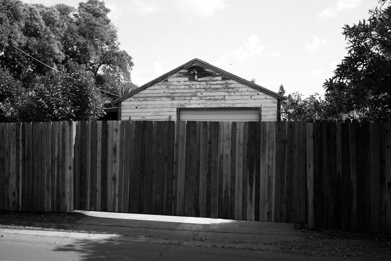 © Phoenix Kanada - Image from the Walking the Dog photography project