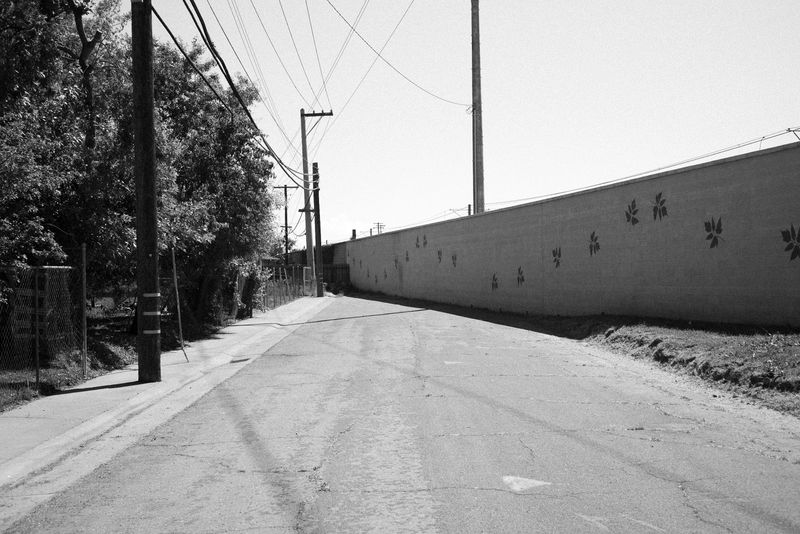 © Phoenix Kanada - Image from the Walking the Dog photography project