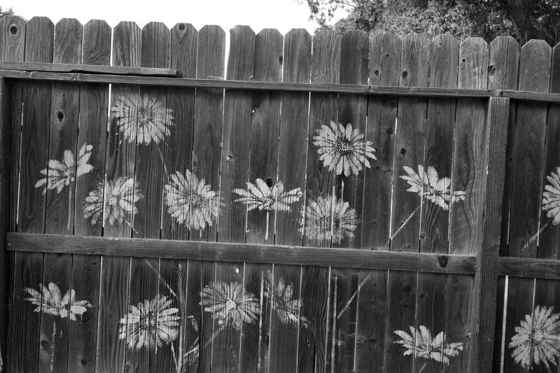 © Phoenix Kanada - Image from the Walking the Dog photography project