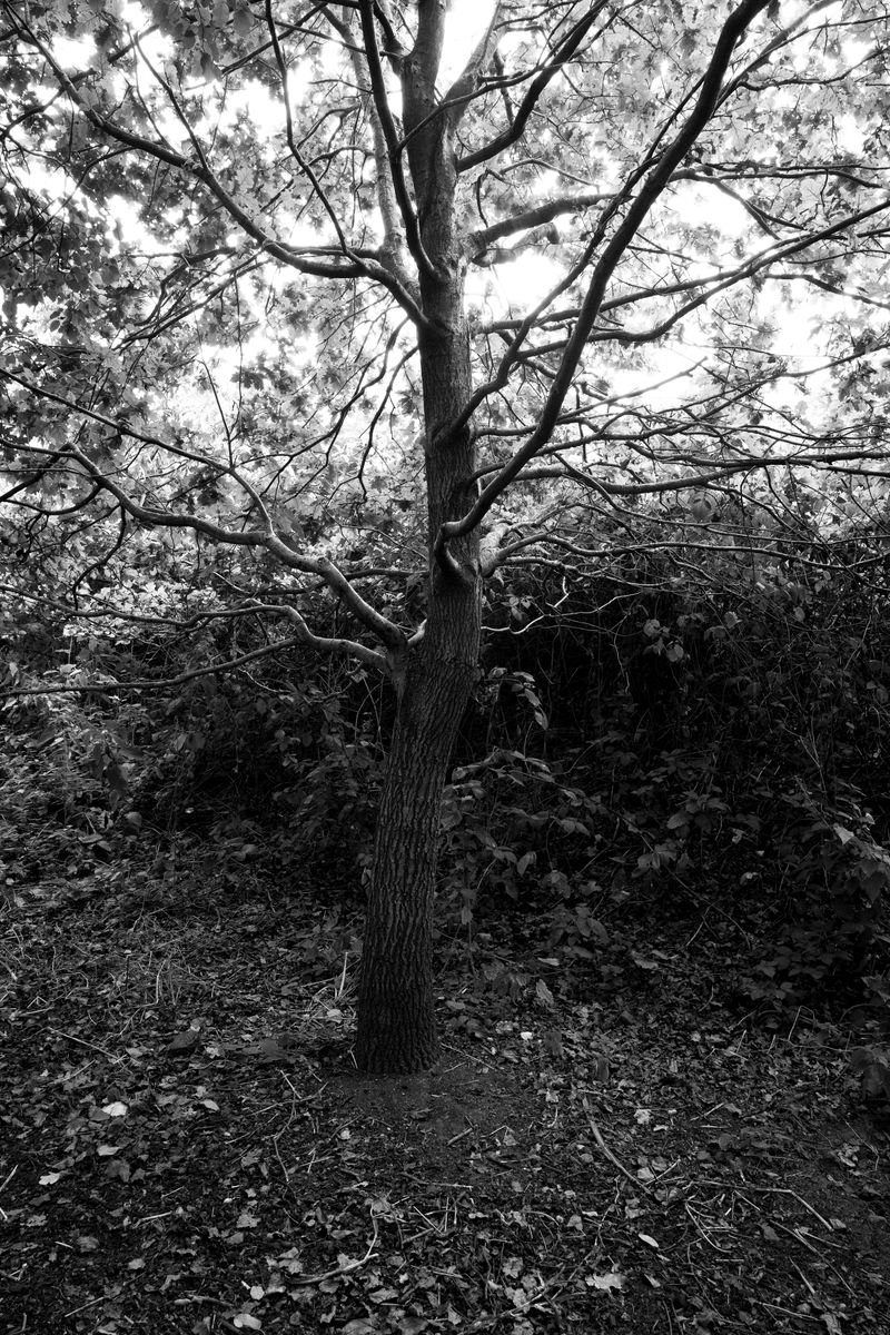 © Phoenix Kanada - Young Oak