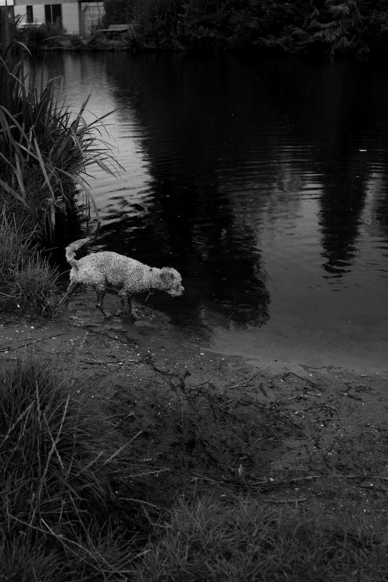 © Phoenix Kanada - Herman at the Pond