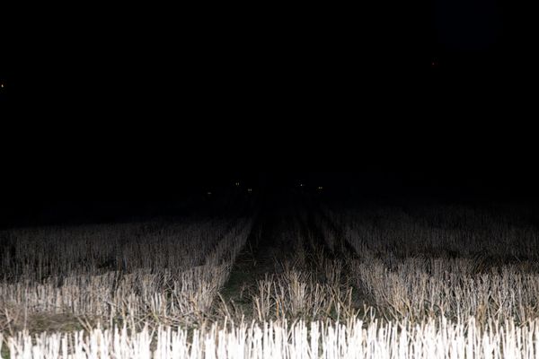 © Ella Baum - Deer Eyes (Assartorp, Sweden), 2024