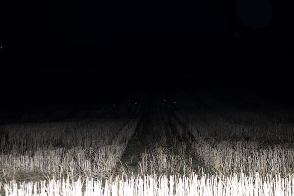 © Ella Baum - Deer Eyes (Assartorp, Sweden), 2024