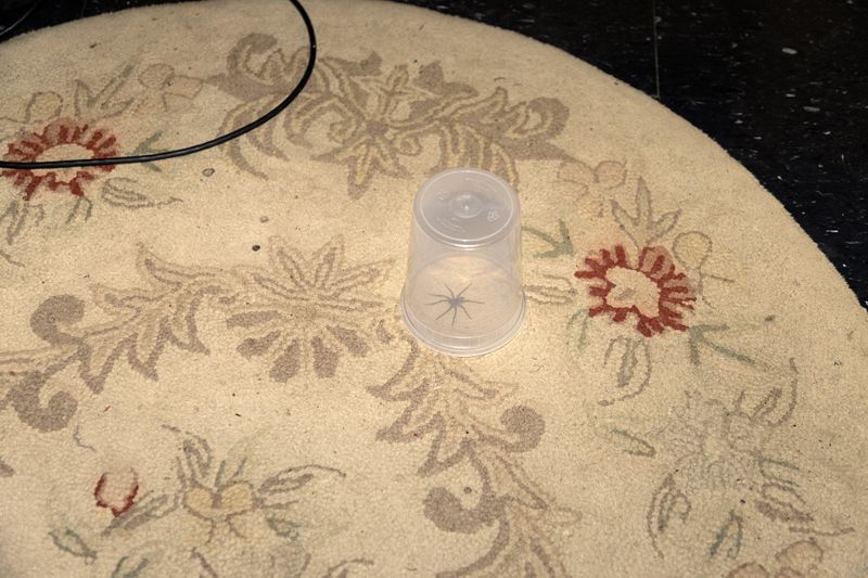 © Ella Baum - Wolf Spider (Gardiner, New York), 2025