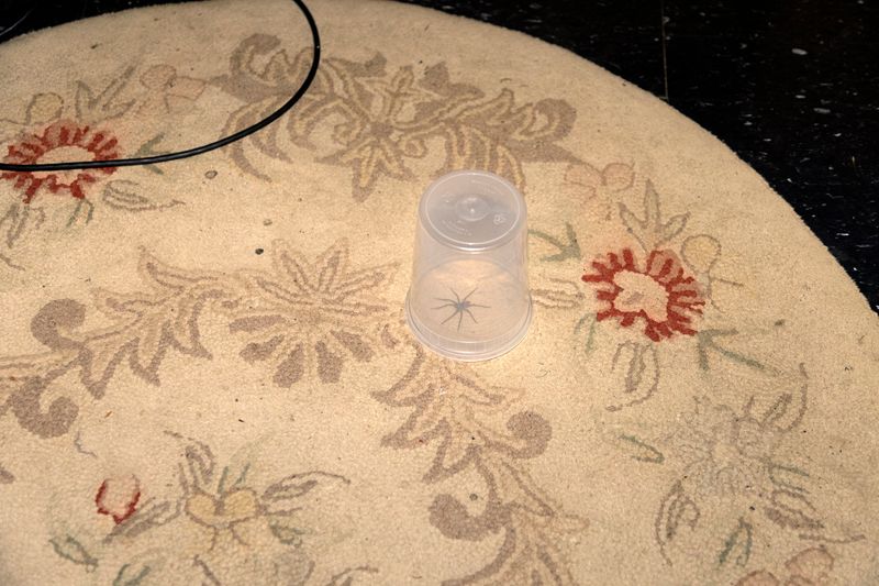 © Ella Baum - Wolf Spider (Gardiner, New York), 2025