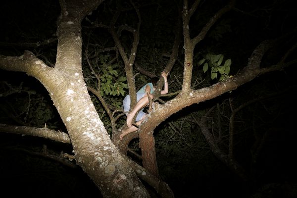 © Ella Baum - In the Cherry Tree (Assartorp, Sweden), 2024