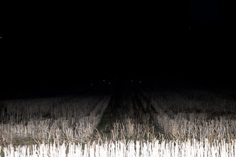 © Ella Baum - Deer Eyes (Assartorp, Sweden), 2024