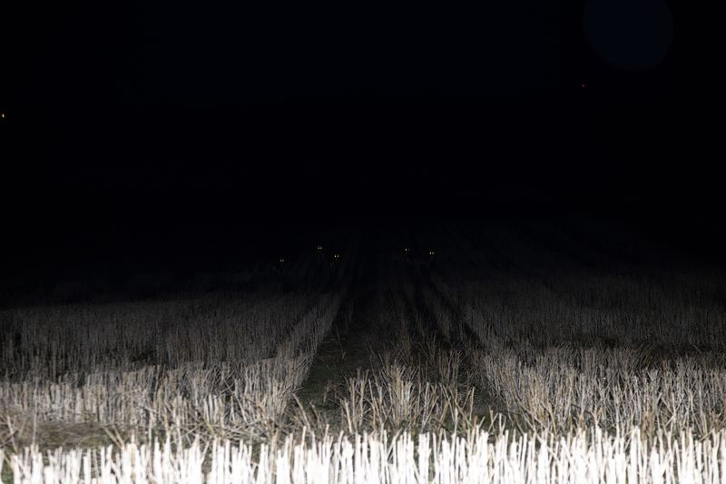 © Ella Baum - Deer Eyes (Assartorp, Sweden), 2024