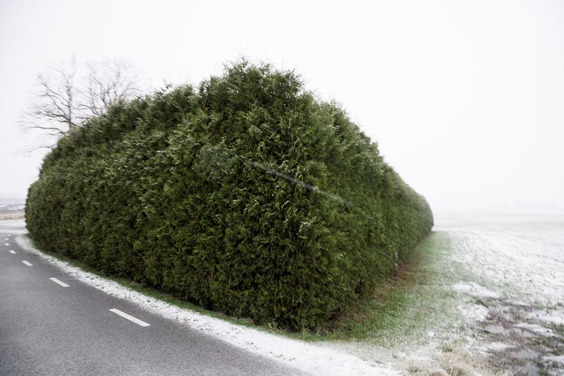 © Ella Baum - The Hedge (Assartorp, Sweden), 2023